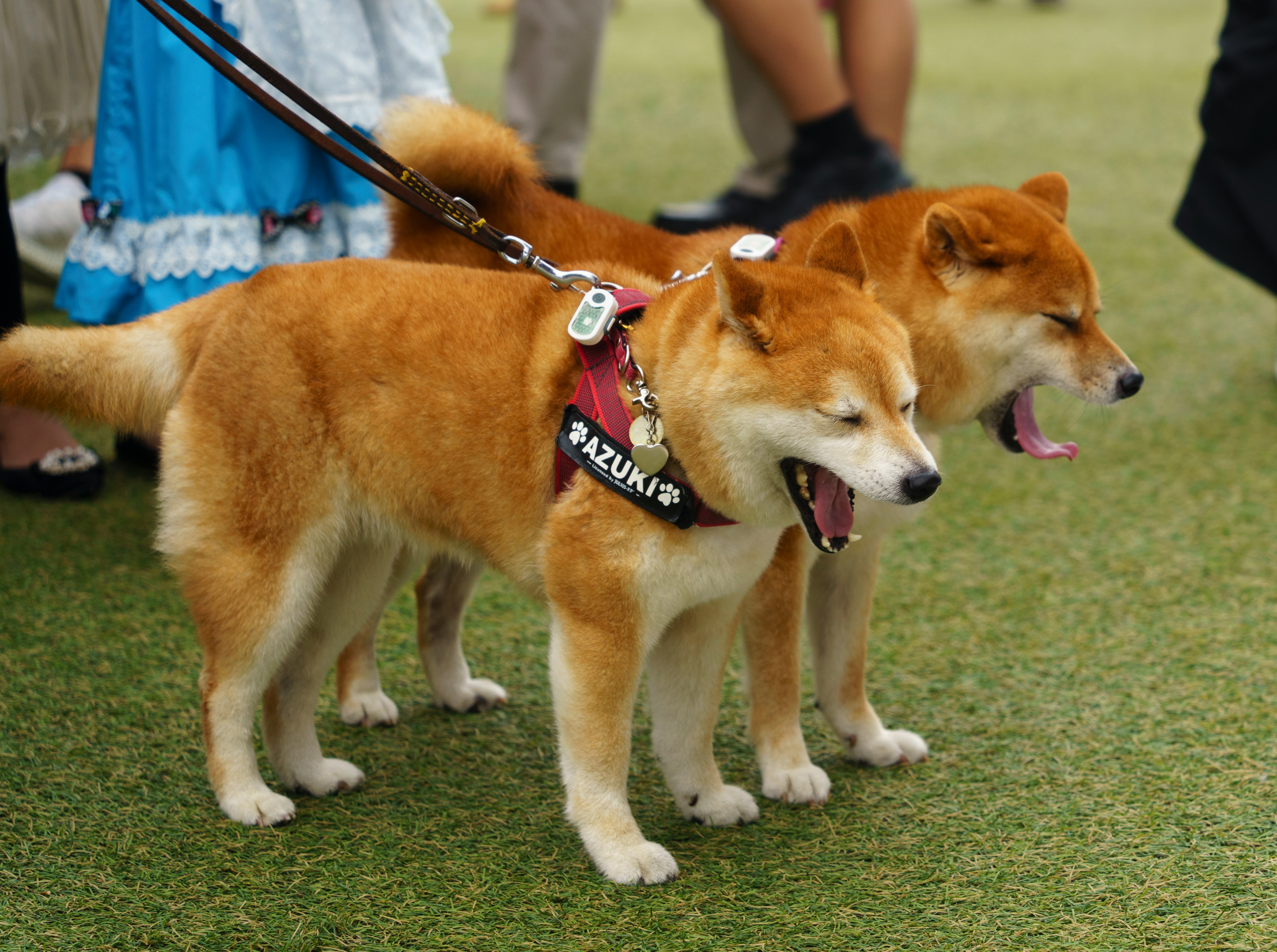 Zwei Hunde an der Leine, die gähnen