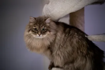 Sibirische Katze auf Katzenbaum