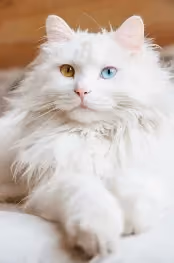 weisse Sibirische Katze mit verschiedenen  Augen 