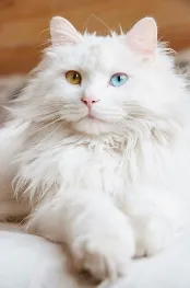 weisse Sibirische Katze mit verschiedenen Augen