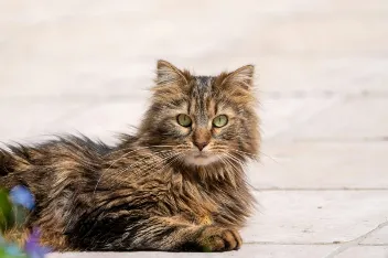 DeutscheLanghaar Katze liegend