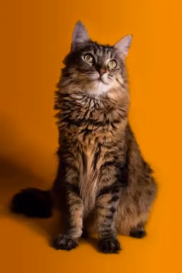 Deutsche Langhaar Katze sitzend