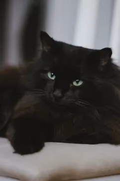 Deutsche Langhaar Katze liegend