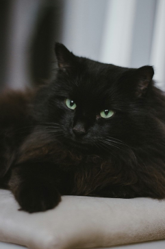 Deutsche Langhaar Katze liegend