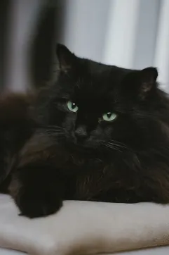 Deutsche Langhaar Katze liegend