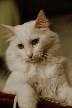 Türkisch Angora Katze süss