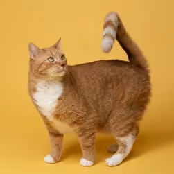 Europäisch Kurzhaar Katze orange stehend