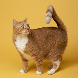 Europäisch Kurzhaar Katze orange stehend