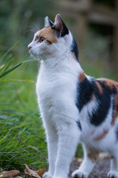Europäisch Kurzhaar Tricolor stehend in der Natur