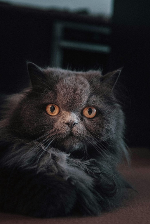 Graue Britisch Langhaar Katze liegend