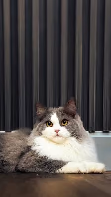 Britisch Langhaar Katze weiss grau liegend