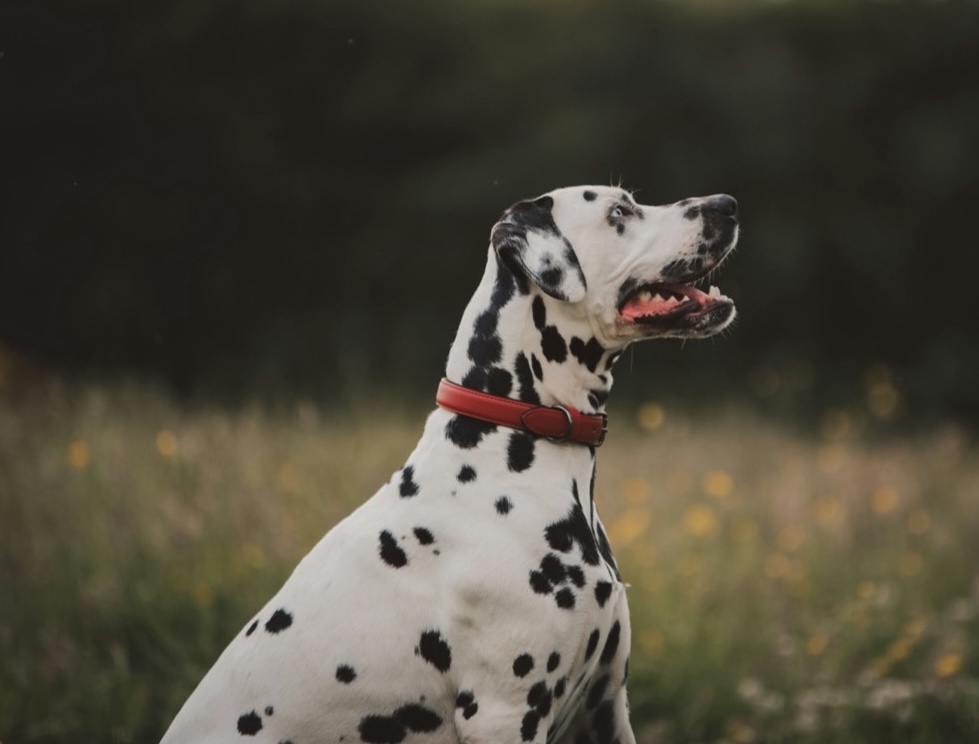 Ein Dalmatiner sitzt aufmerksam in der Wiese.