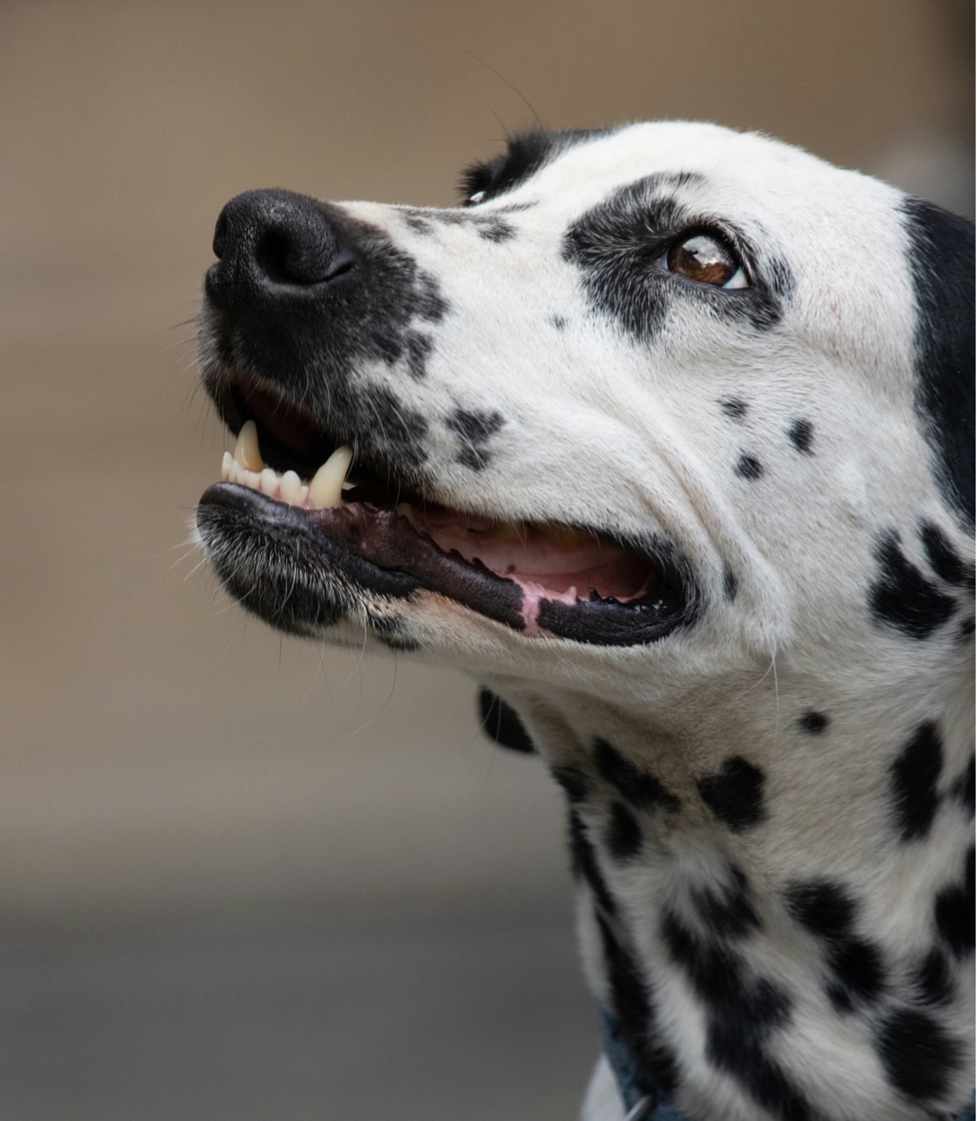 Ein Dalmatiner schaut von der Kamera weg.
