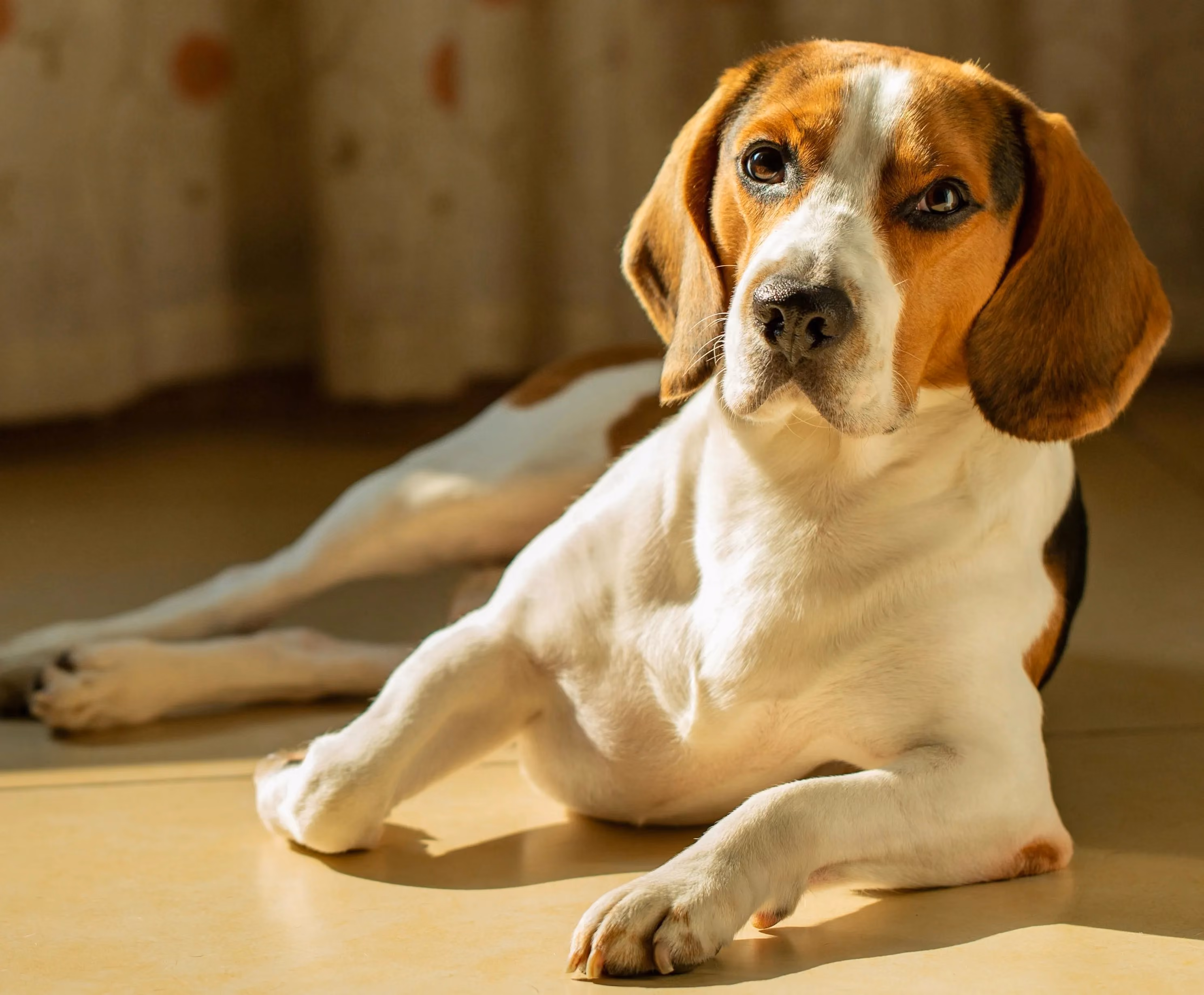 Ein Beagle liegt entspannt und schaut in die Kamera.