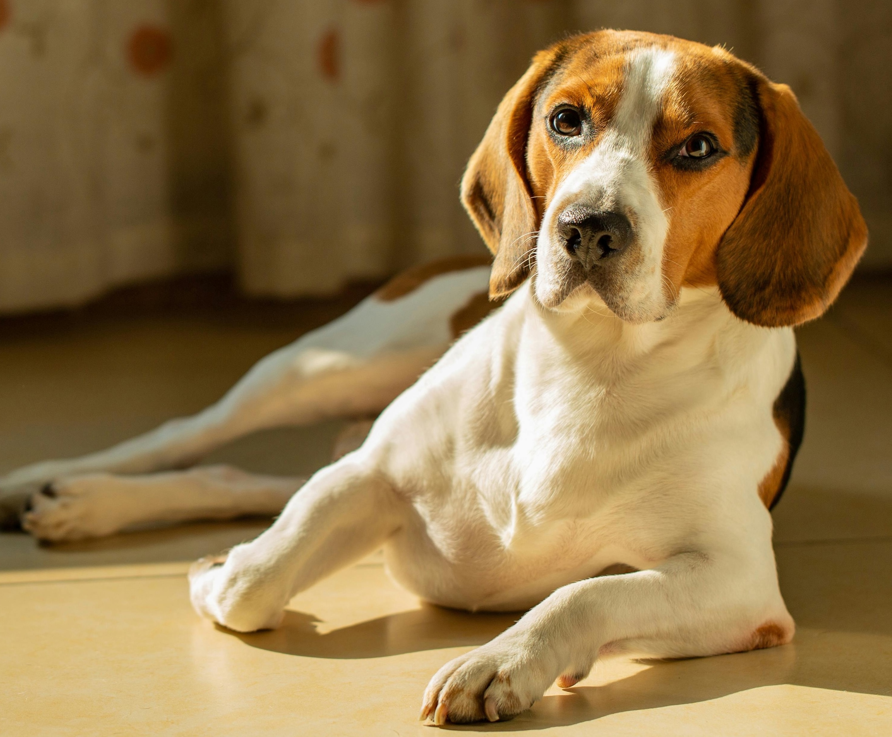 Ein Beagle liegt entspannt und schaut in die Kamera.