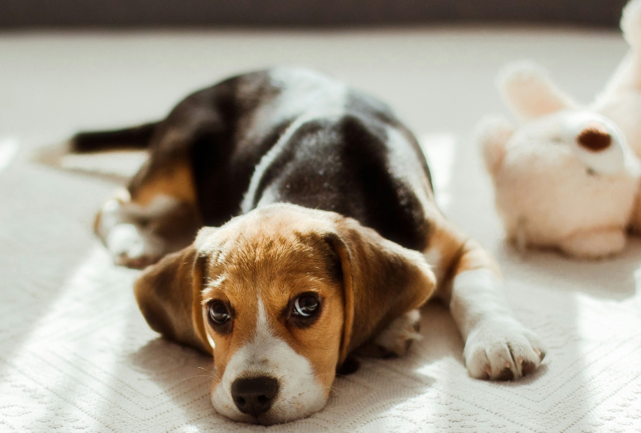 Ein Beagle-Welpe liegt auf einer Decke.