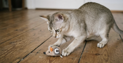 Singapura Katze am spielen
