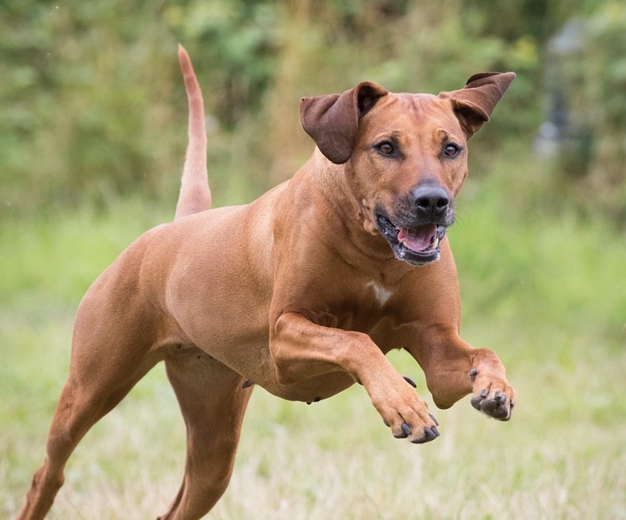 Ein Rhodesian Ridgeback rennt über die Wiese.