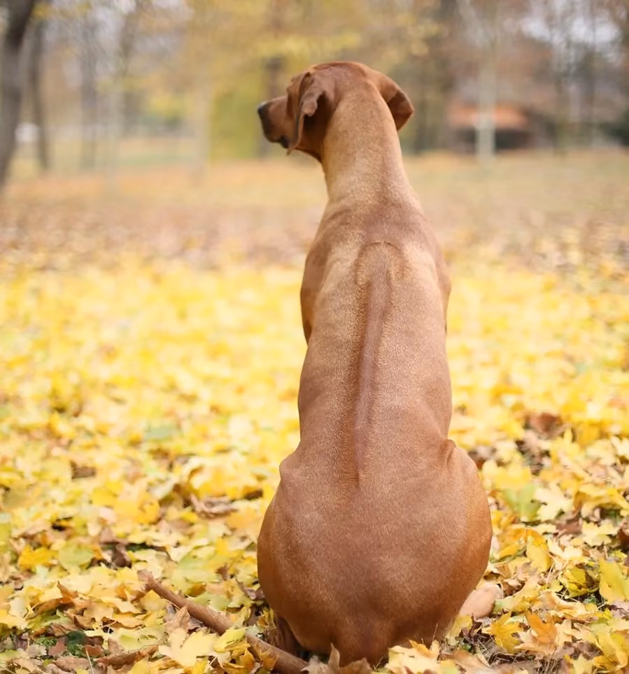 Ein Rhodesian Ridgeback sitzt mit dem Rücken in die Kamera. Man sieht den sogenannten Ridge.