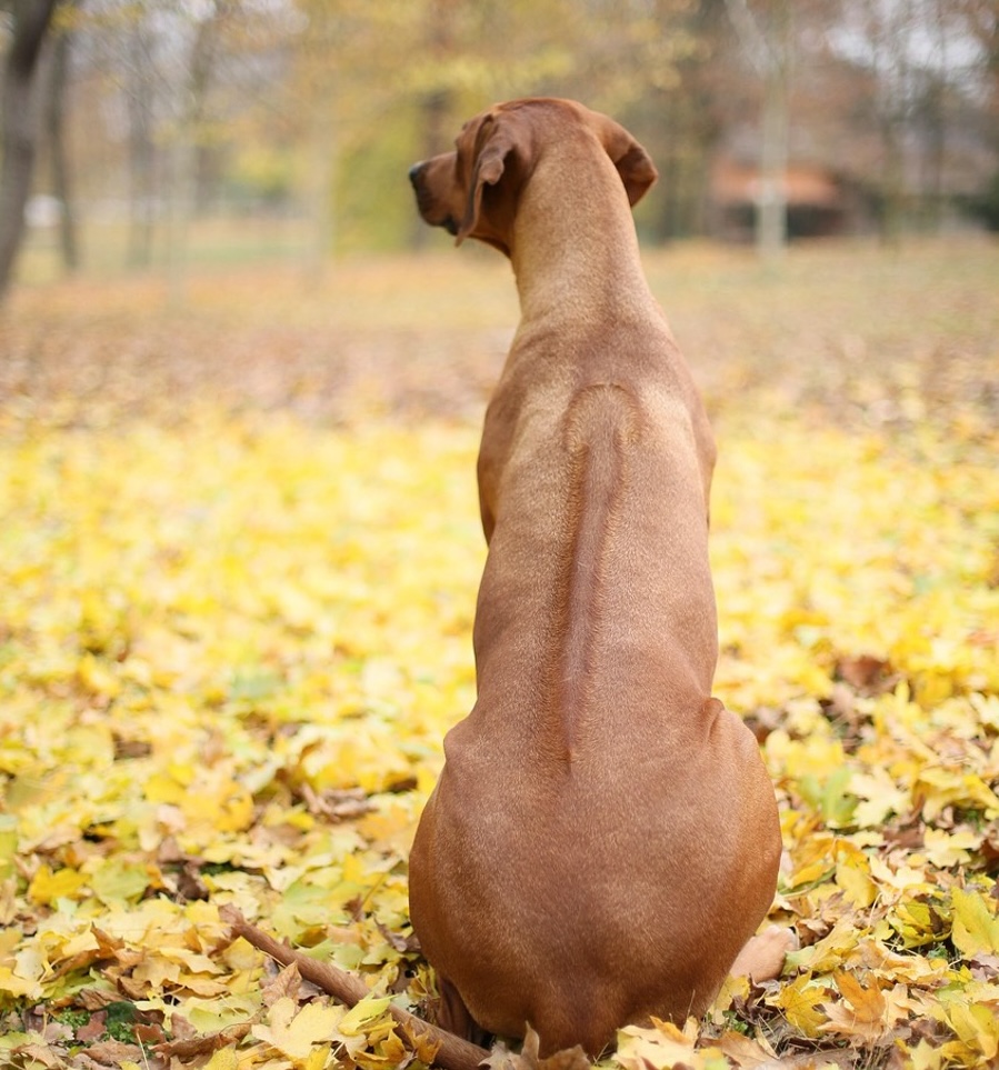 Ein Rhodesian Ridgeback sitzt mit dem Rücken in die Kamera. Man sieht den sogenannten Ridge.