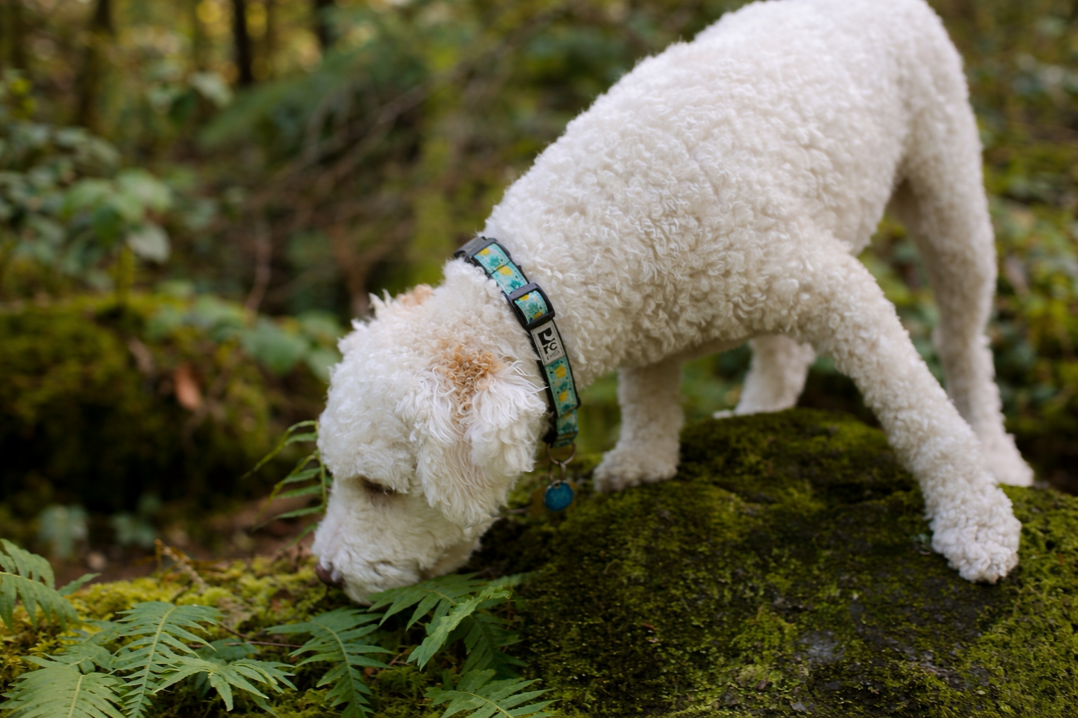 Ein Lagotto schnüffelt im Moos.