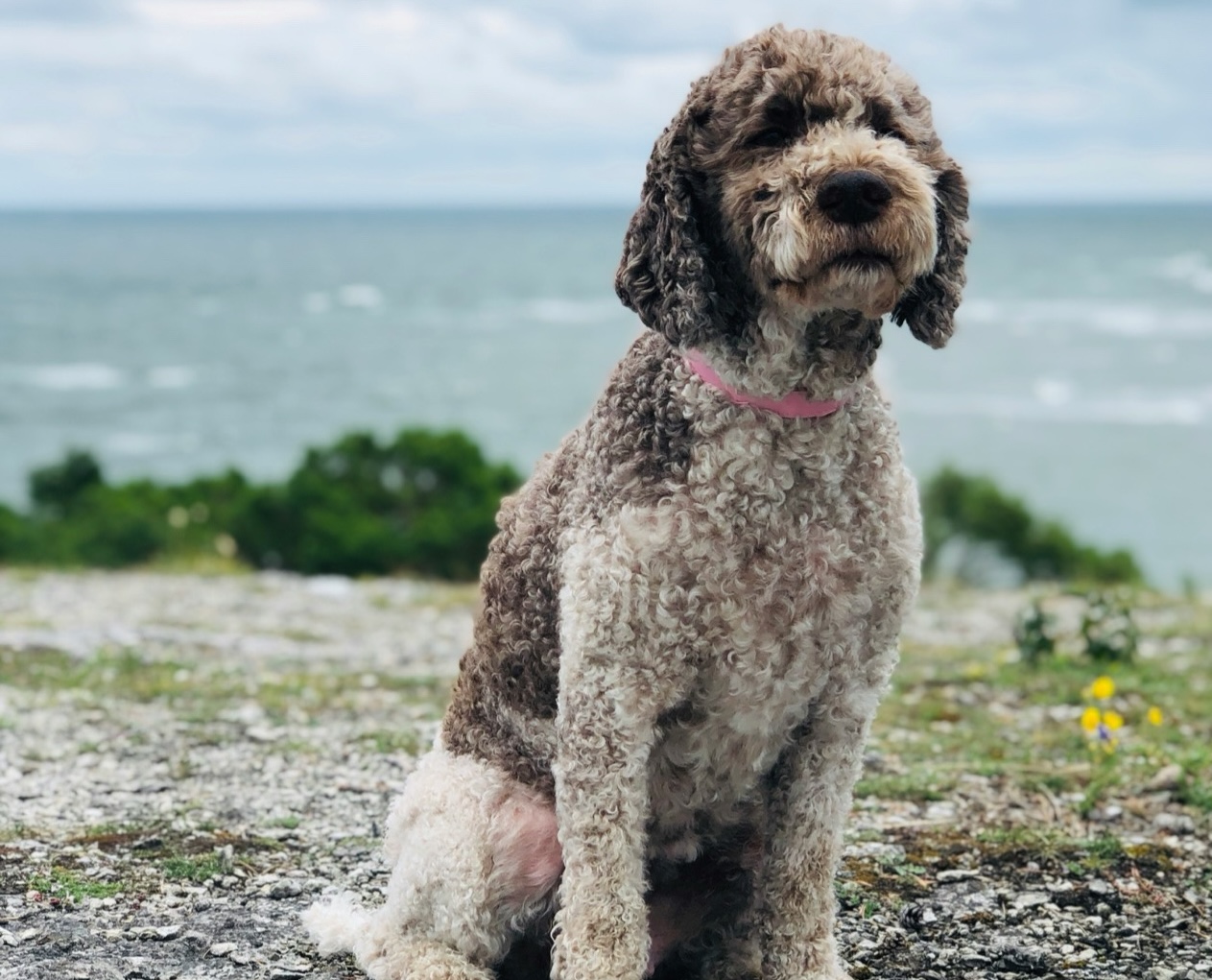 Ein Lagotto sitzt vor der Kamera.
