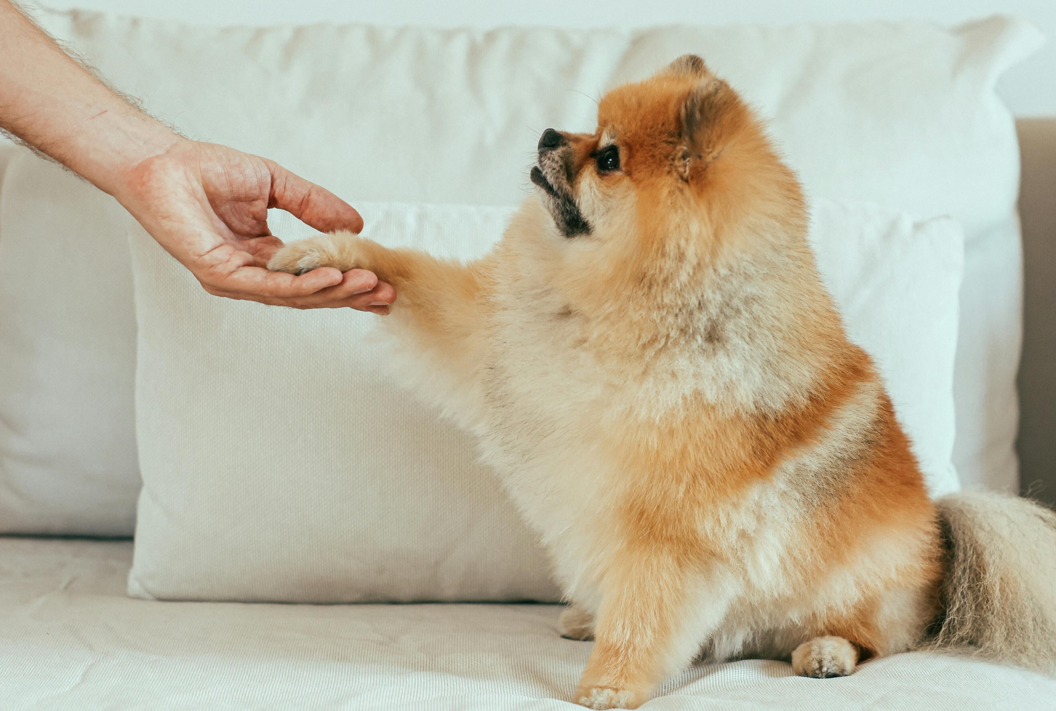 Ein Zwergspitz macht das Kommando "Gib Pfote"