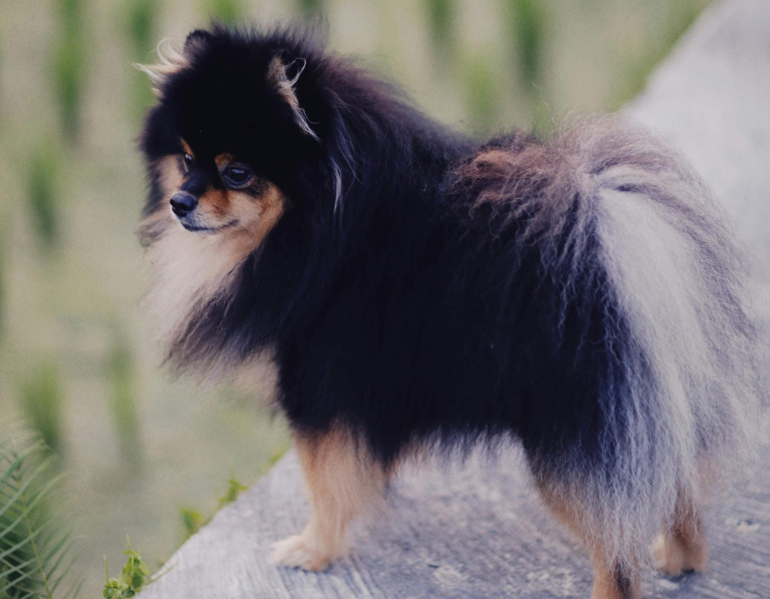 Ein Zwergspitz steht und ist aufmerksam.