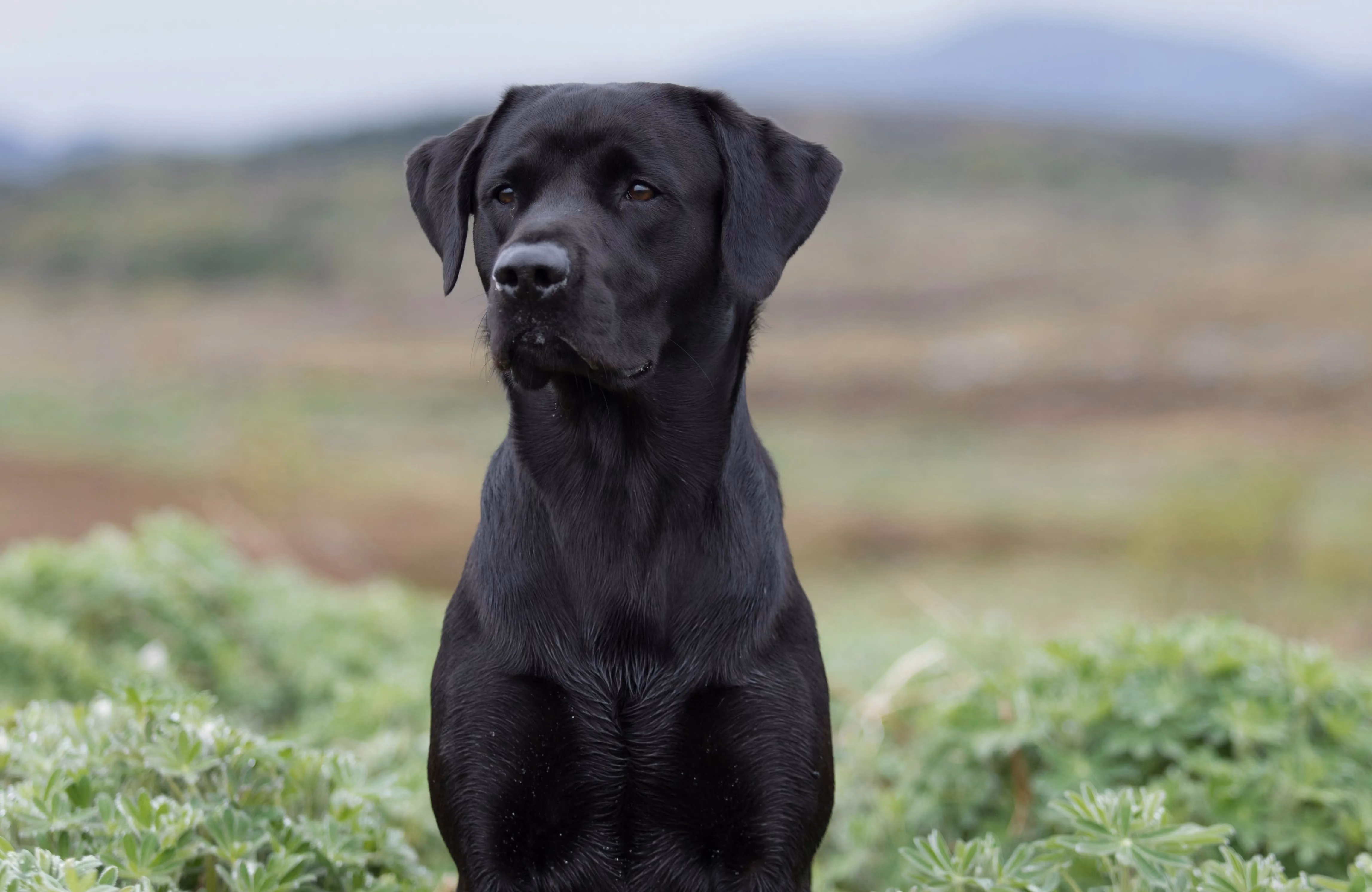 Un labrador noir est assis et regarde attentivement.
