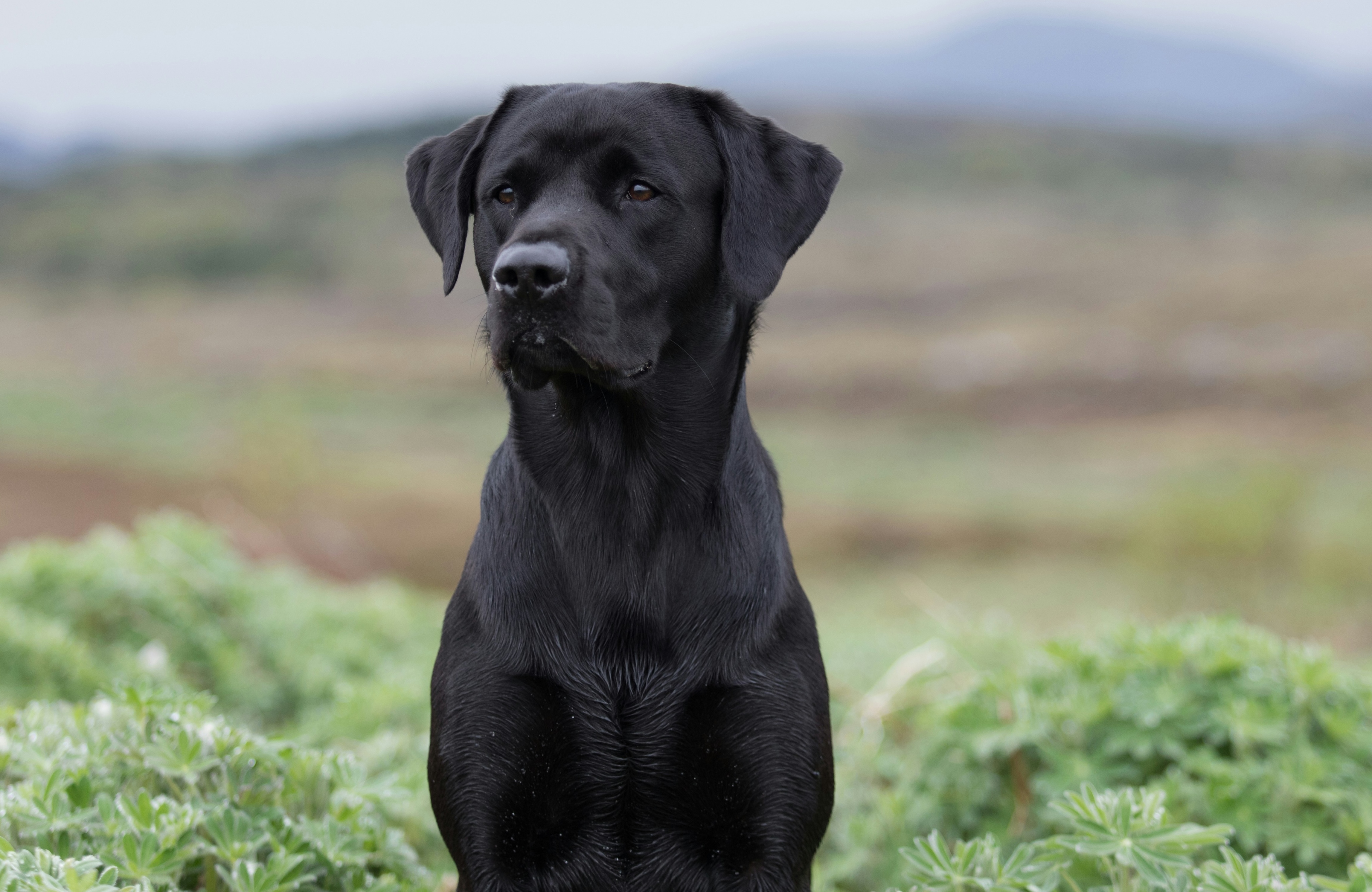 Black Labrador sits and watches attentively.