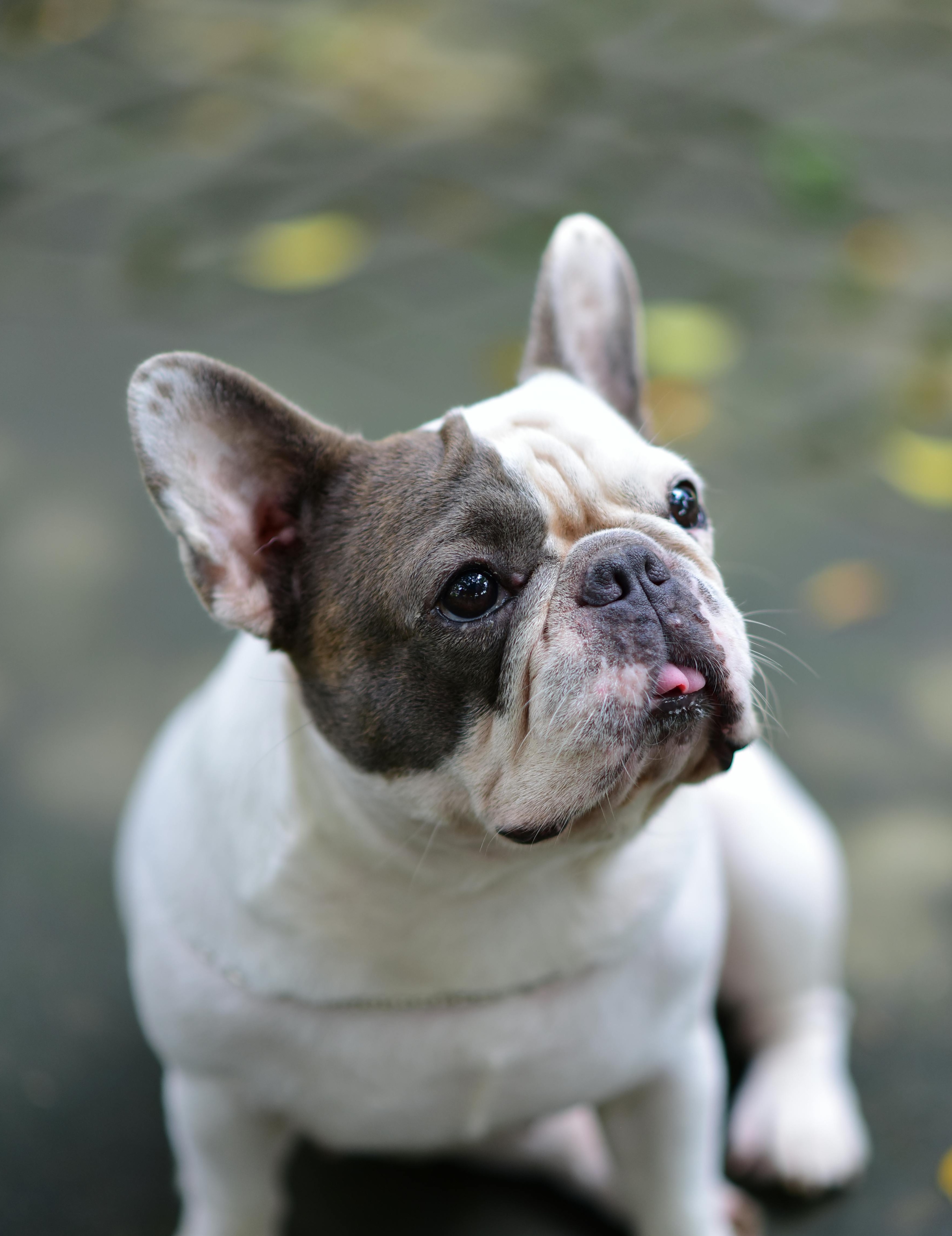 Hund springt ins Wasser