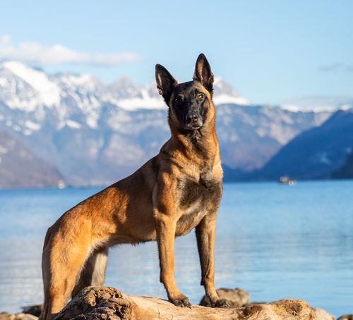 Dog jumps into the water