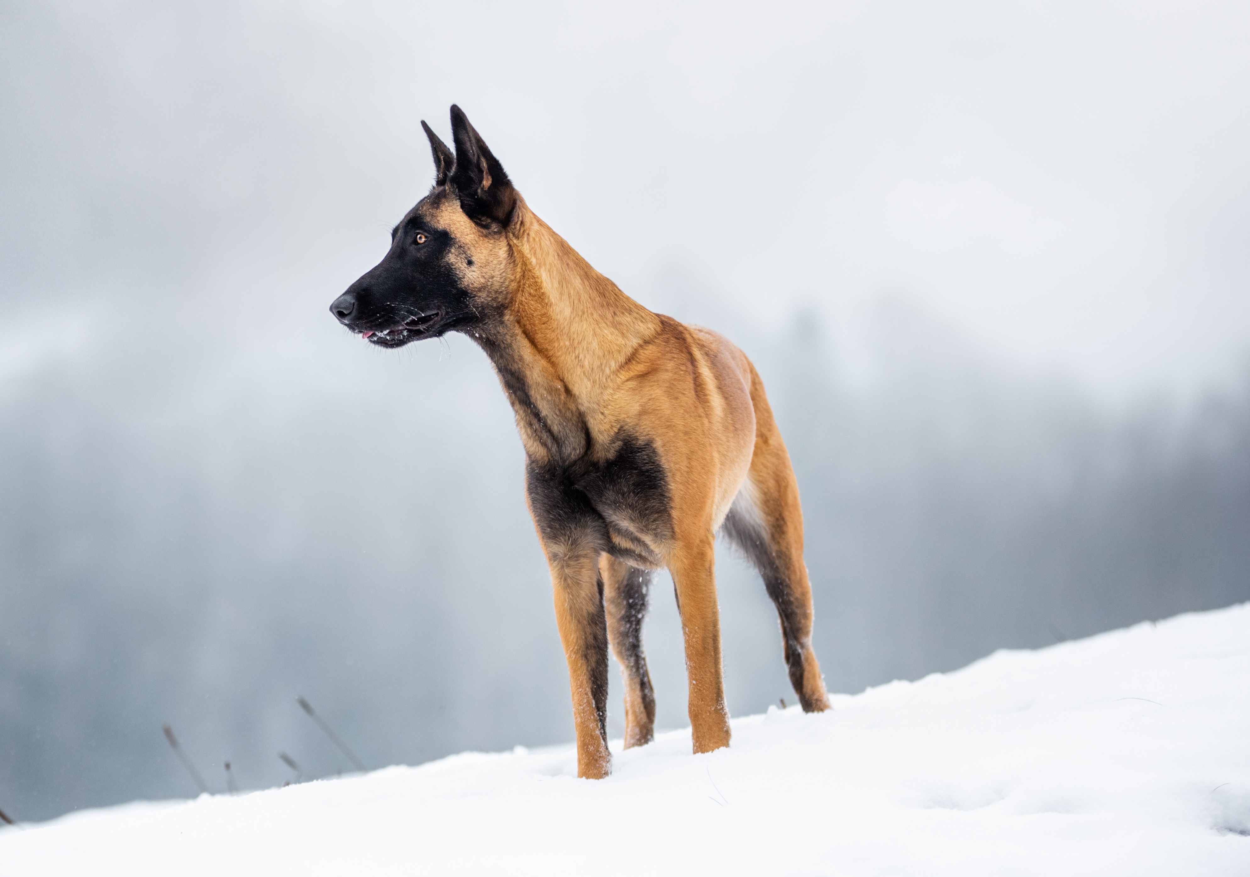 Ein Malinois steht im Schnee.