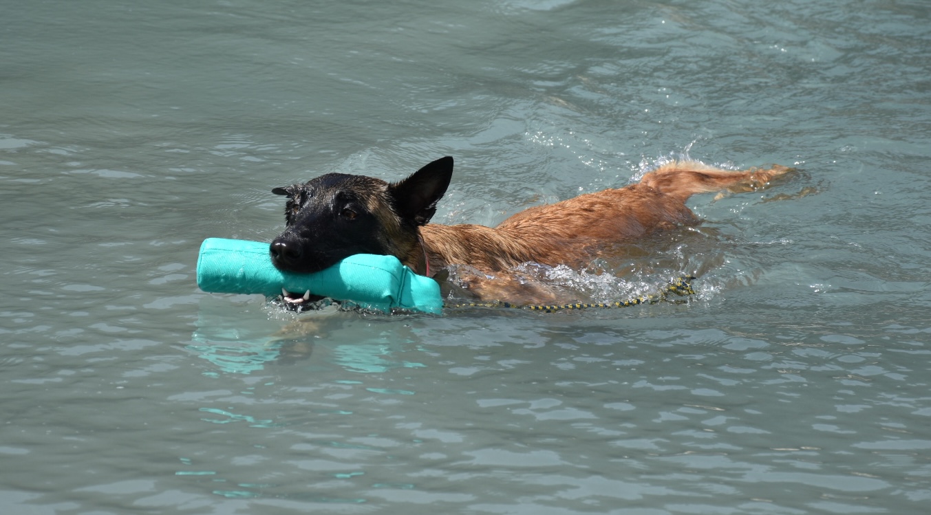 Ein Malinois schwimmt mit einem Spielzeug.