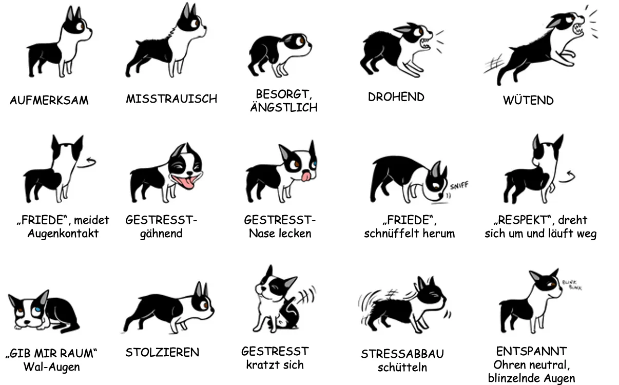 Des illustrations de chiens pour aider à comprendre le langage. On voit par exemple un chien qui a l'air attentif, méfiant ou menaçant.