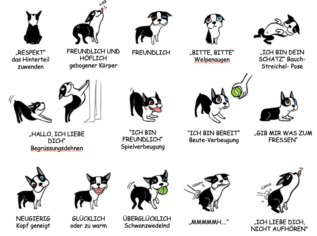 Illustrations of dogs to help understand the language. For example, you might see a dog showing respect, being friendly, or being curious.