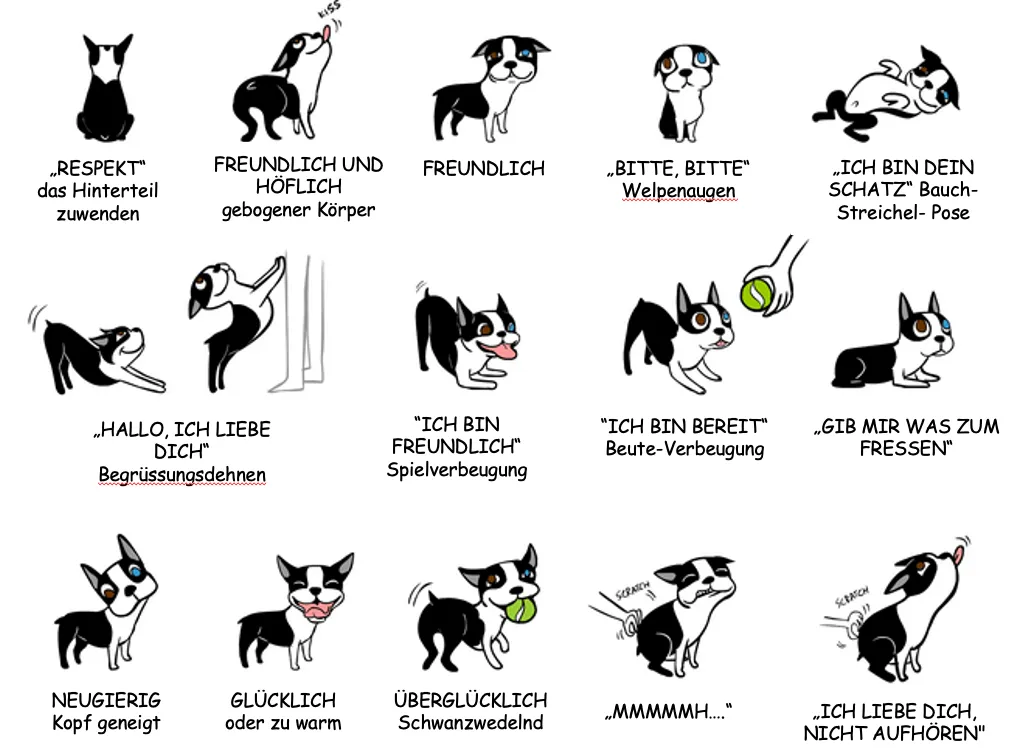 Des illustrations de chiens pour aider à comprendre la langue. On y voit par exemple un chien qui fait preuve de respect, qui est amical ou curieux.