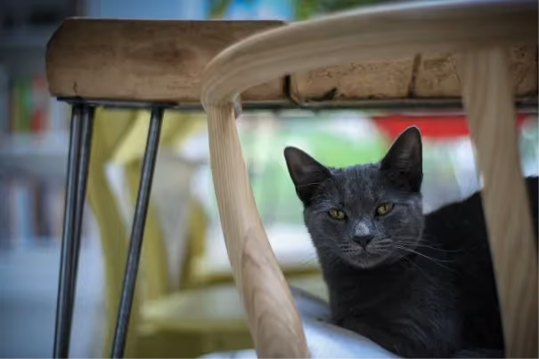 Korat Katze unter dem Stuhl