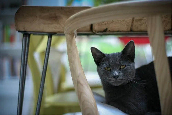 Korat Katze unter dem Stuhl