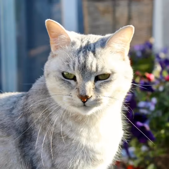 Burmilla Katze im Garten