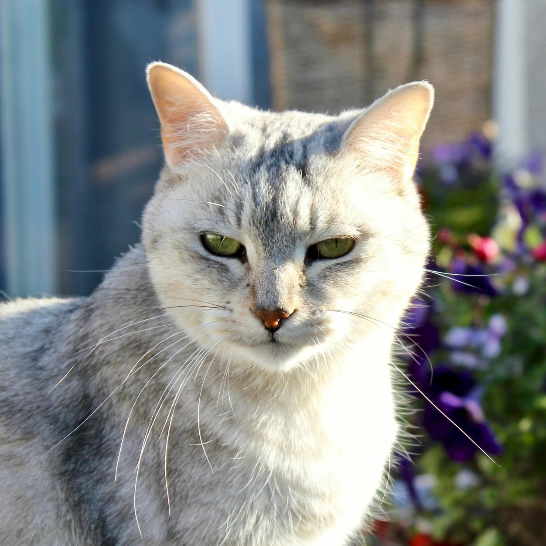 Burmilla Katze im Garten