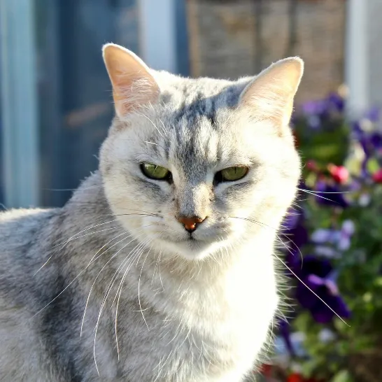 Burmilla Katze im Garten