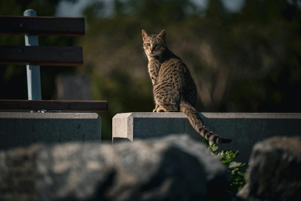 Egyptian Mau Katze sitzend 