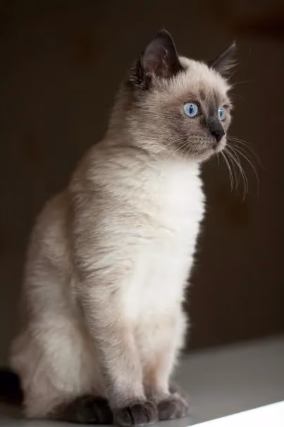 Thai Katze sitzend Blick weg von der Kamera