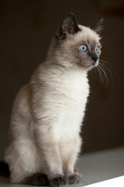 Thai Katze sitzend Blick weg von der Kamera
