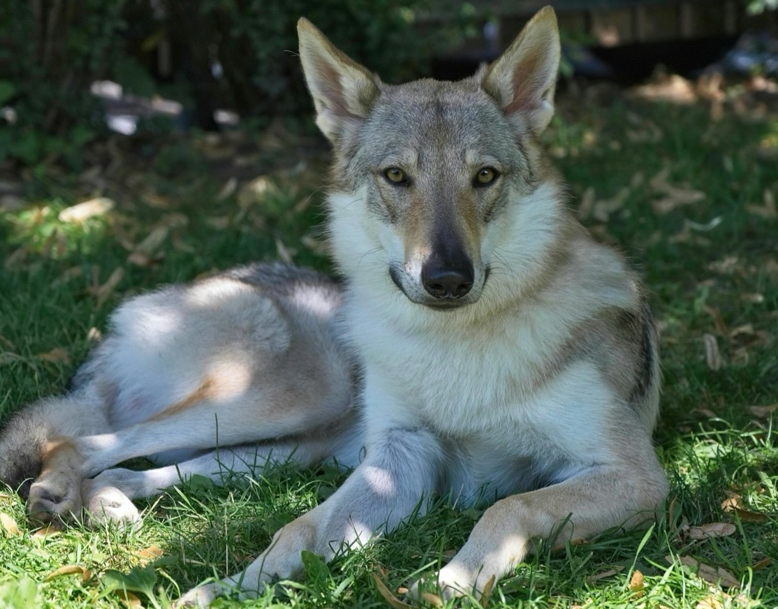 Ein Tschechoslowakischer Wolfshund liegt in der Wiese