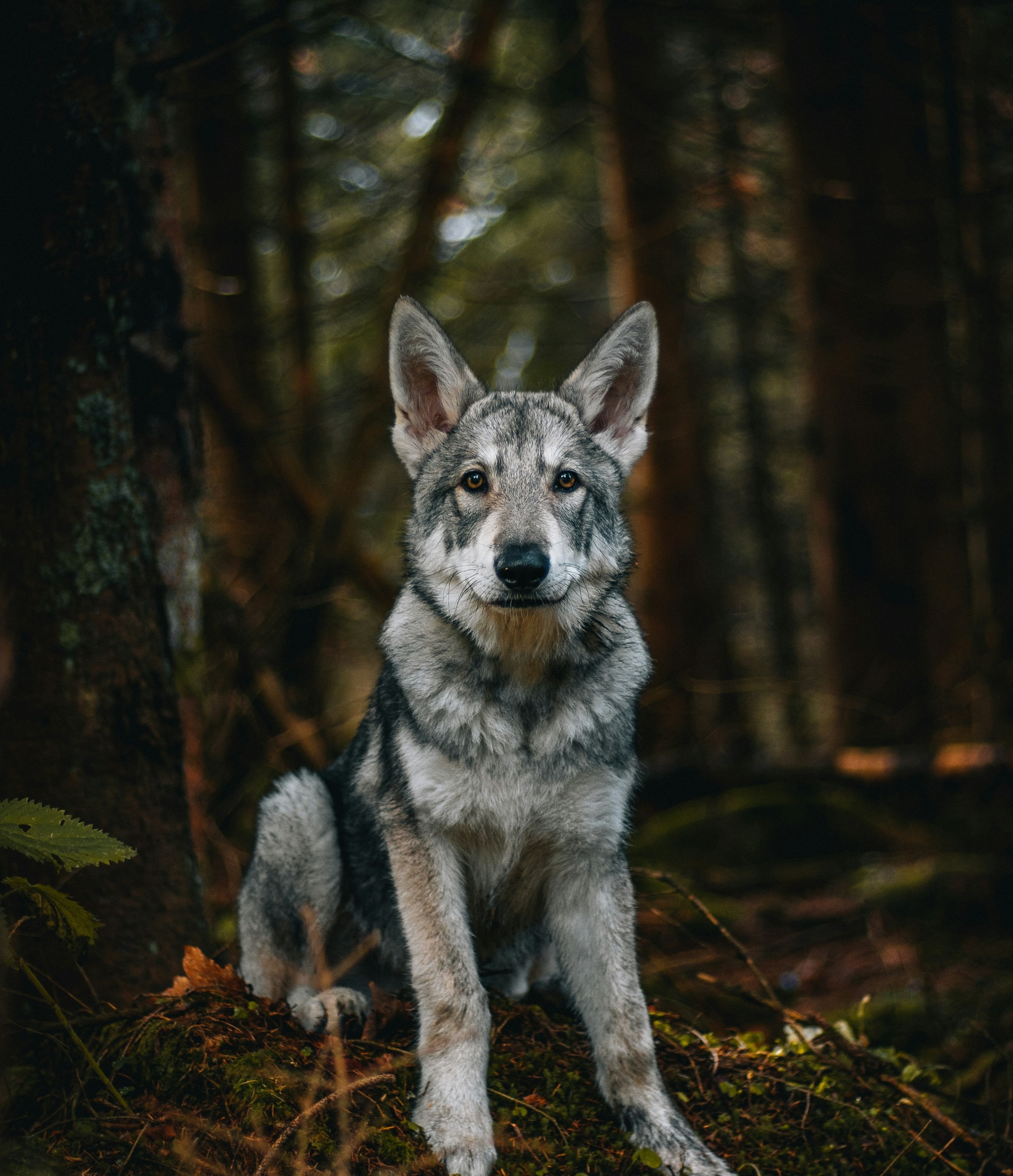 Hund springt ins Wasser