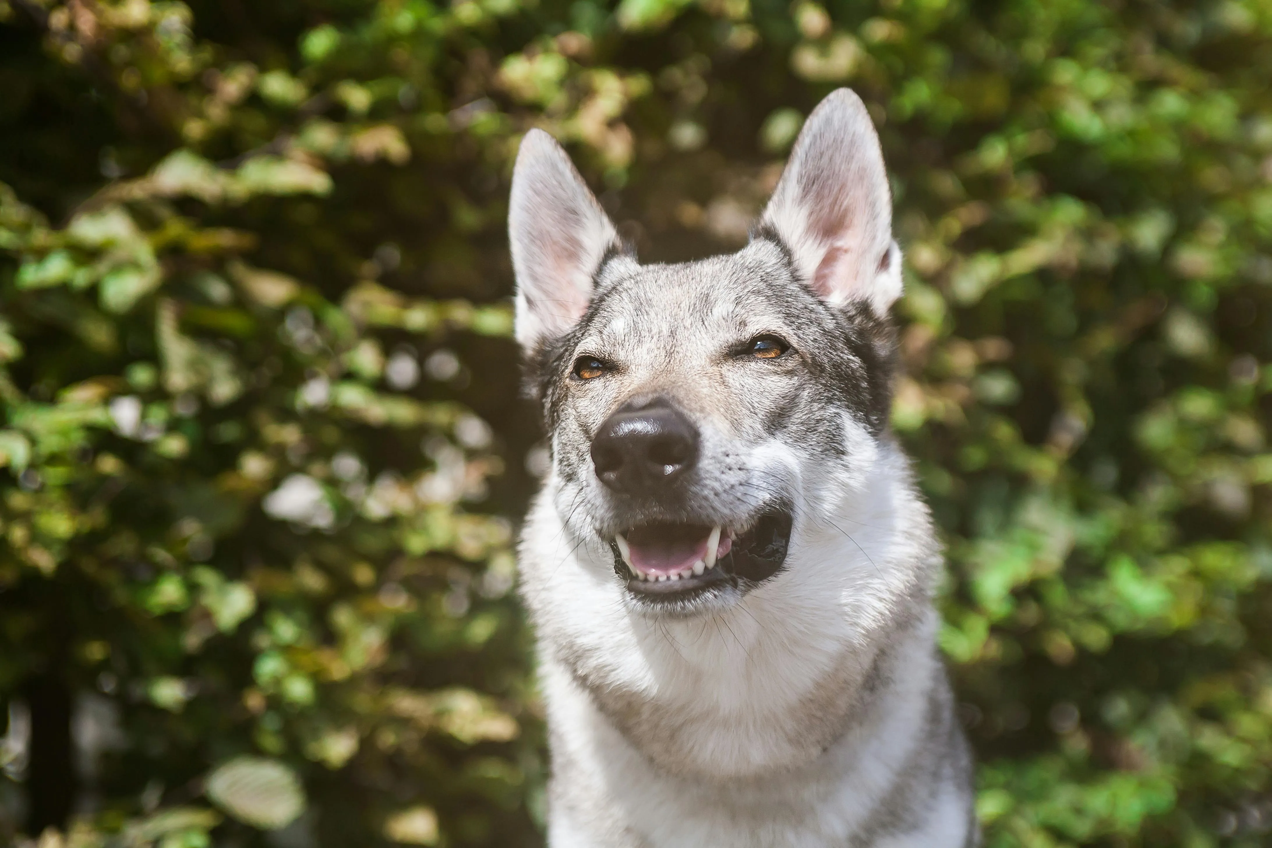 Ein Tschechoslowakischer Wolfshund schaut in die Kamera
