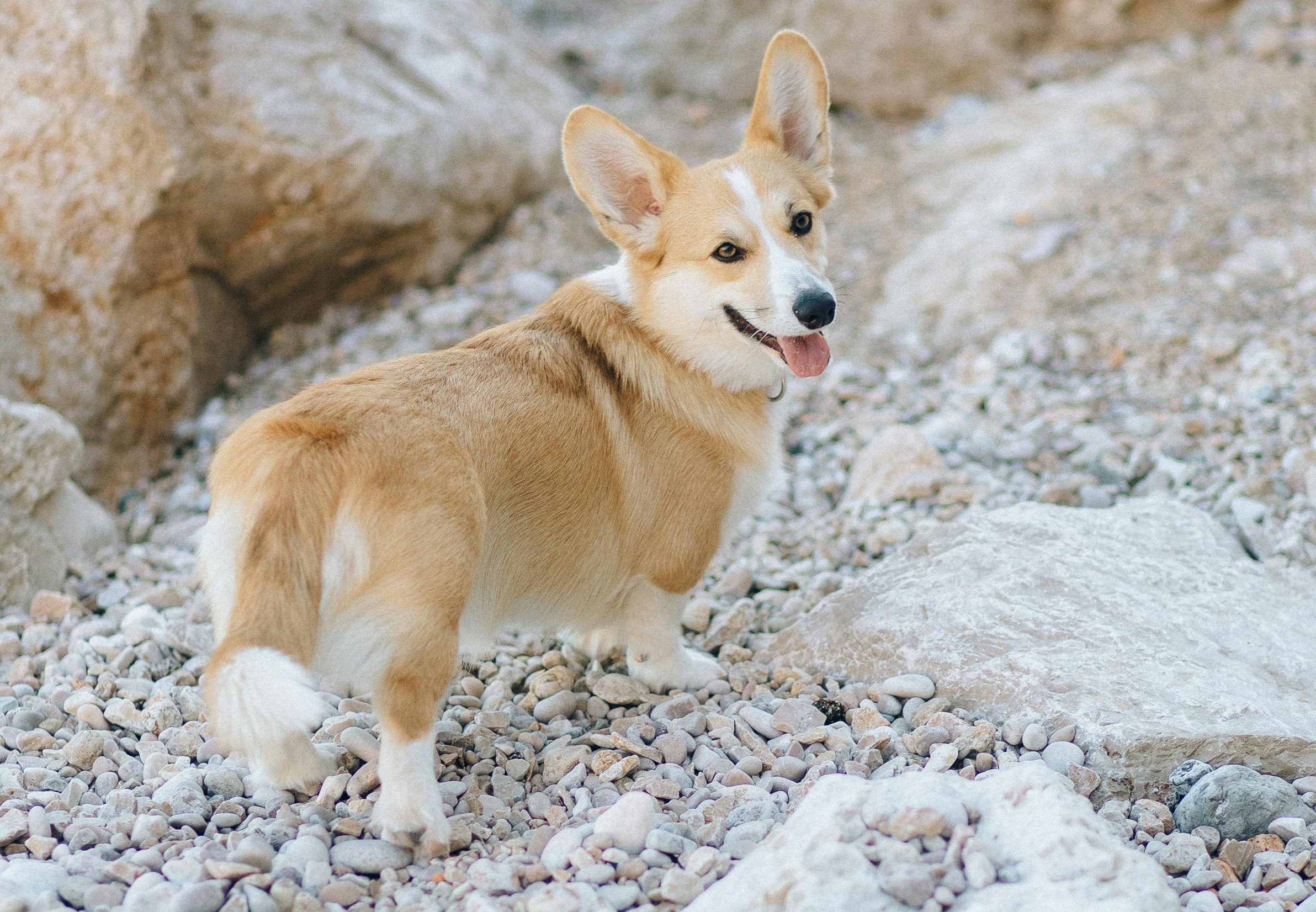 Ein Welsh Corgi steht auf Steinen