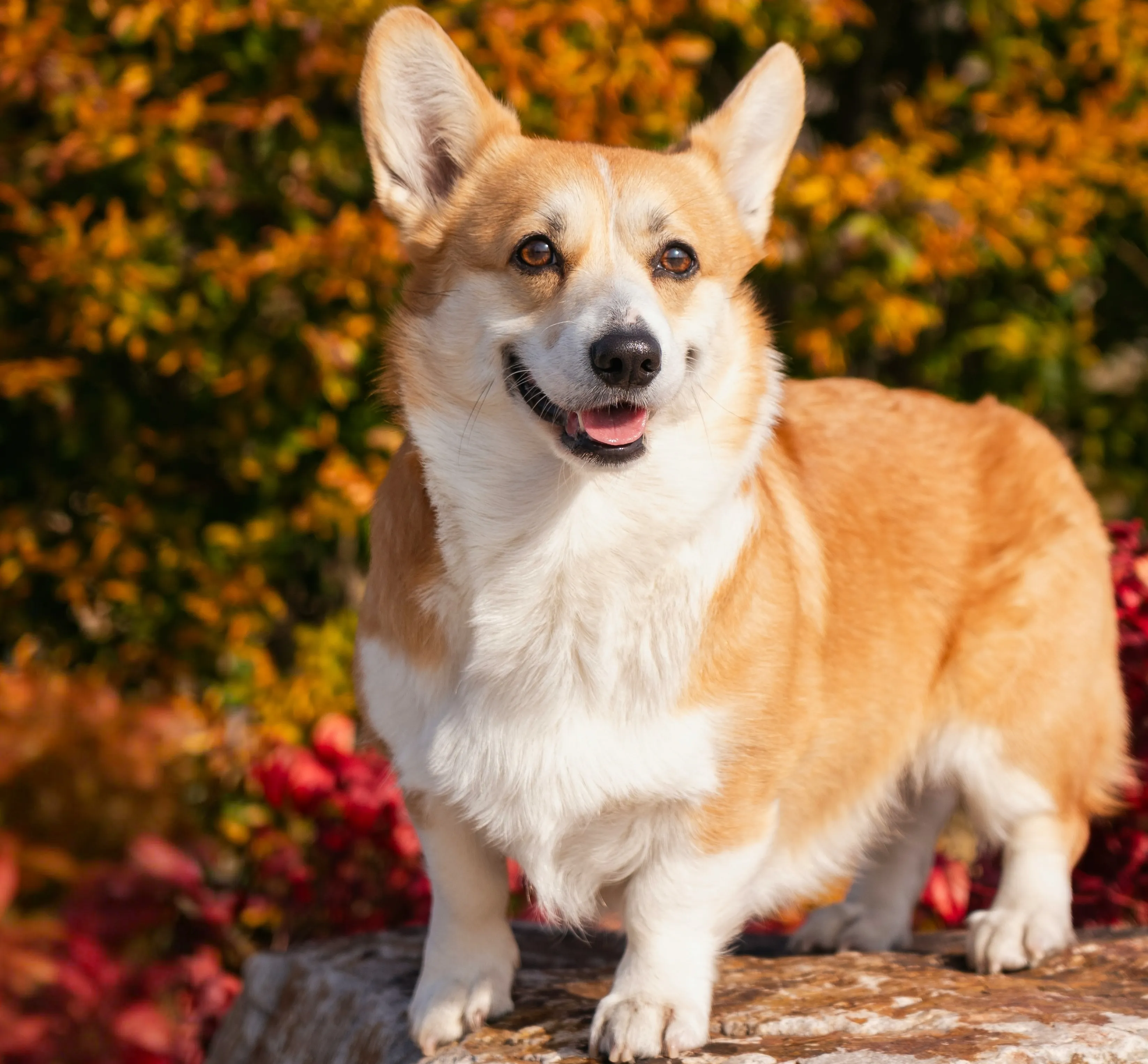 Ein Welsh Corgi bei Herstfarben